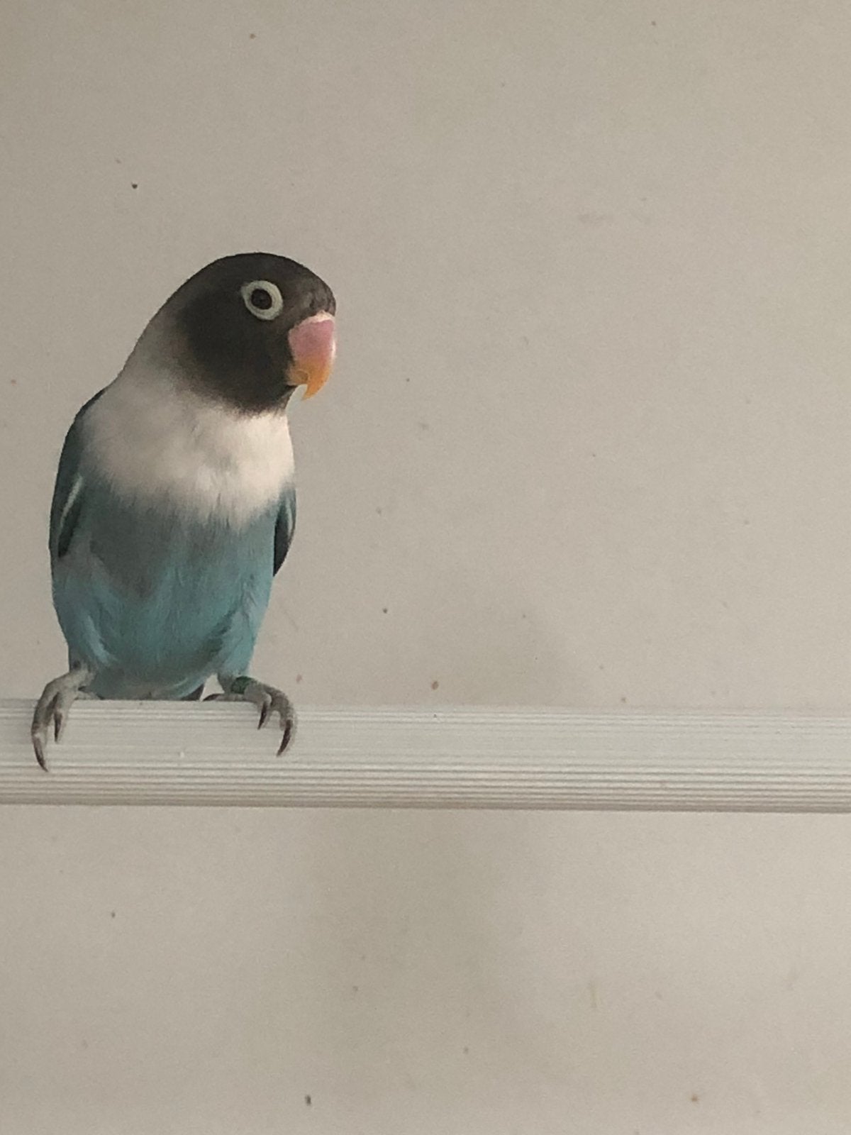 Personata blauw, Geslacht onbekend, Dwergpapegaai of Agapornis, Geringd