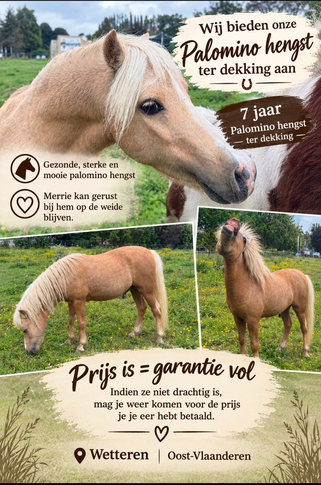 Ter dekking, Dieren en Toebehoren, Hengst