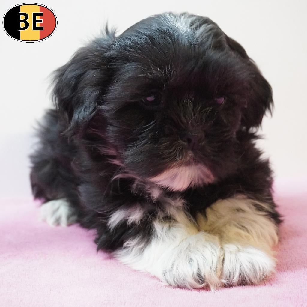 Lhasa Apso, chiots belges à vendre, 15 semaines à 1 an, Commerçant, Autres races, Plusieurs