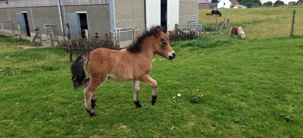 Shetland hengstveulen te koop, Met stamboom, Niet van toepassing, 0 tot 2 jaar, Hengst