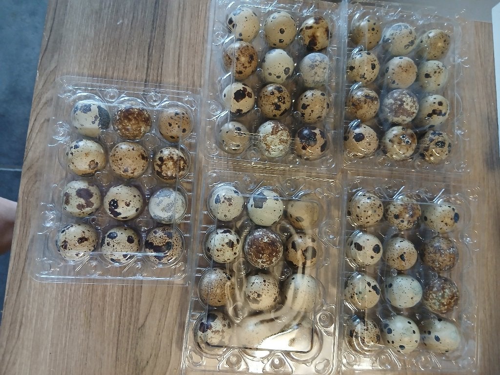 Oeufs fécondés cailles jumbo, Enlèvement