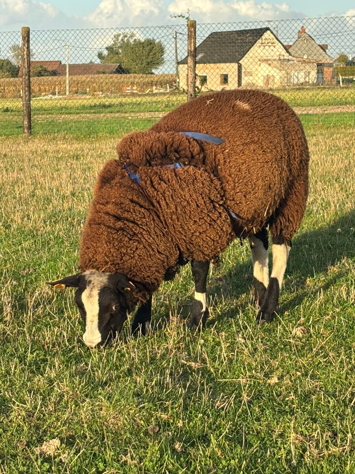 Zwartbles - baggerbonte ram