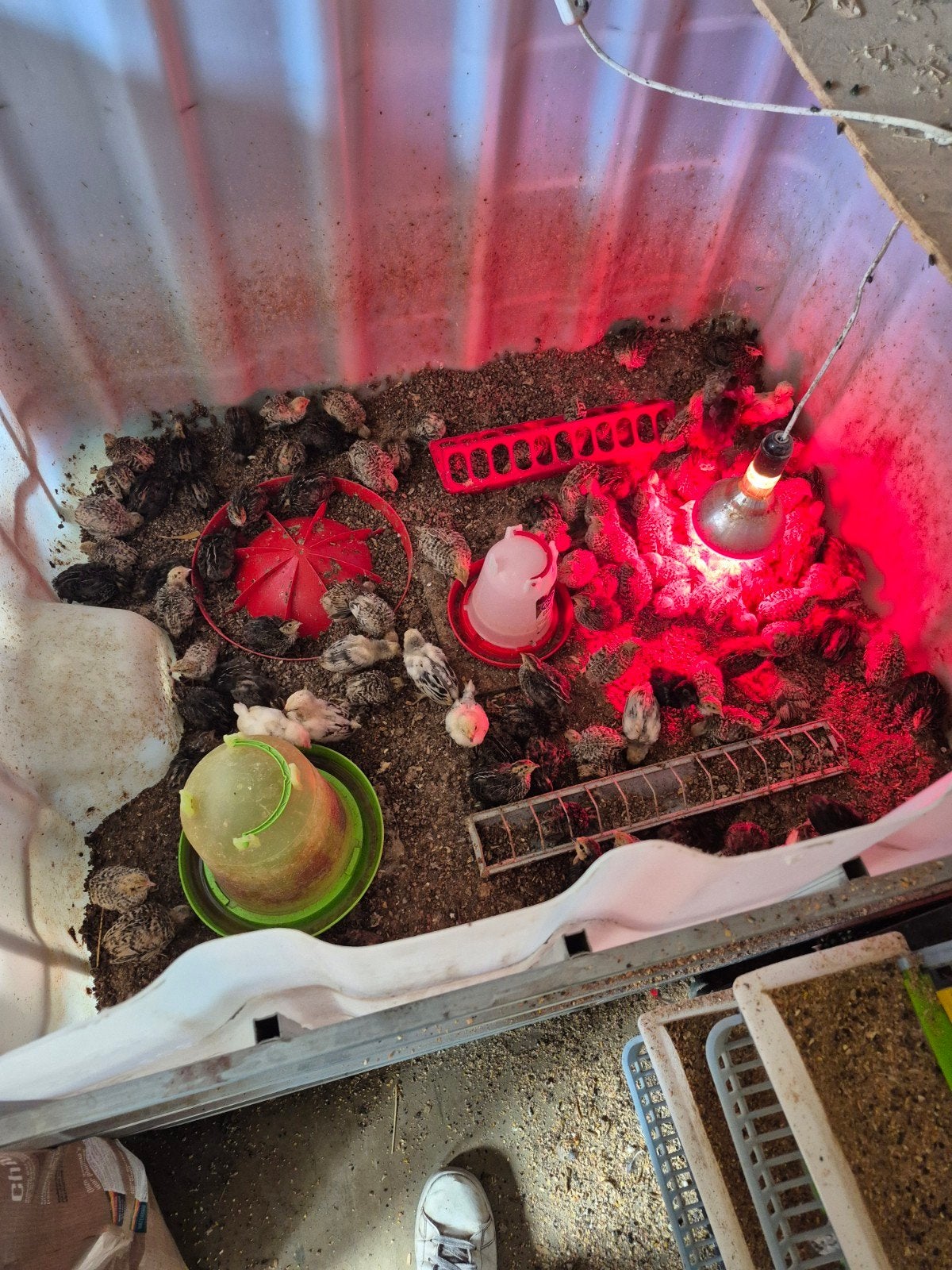 Japanse kwartel kuikens, Dieren en Toebehoren, Pluimvee