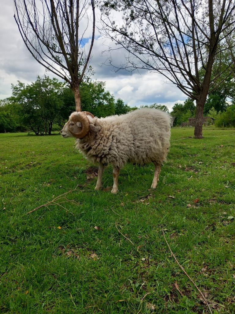 Ouessant ram te koop, Mannelijk, Schaap