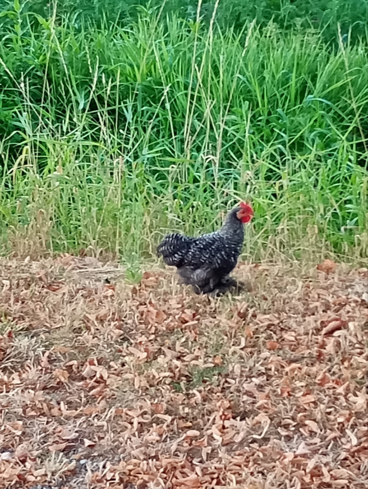 cochin krulveer haan 3 maanden, Dieren en Toebehoren, Pluimvee, Mannelijk, Kip
