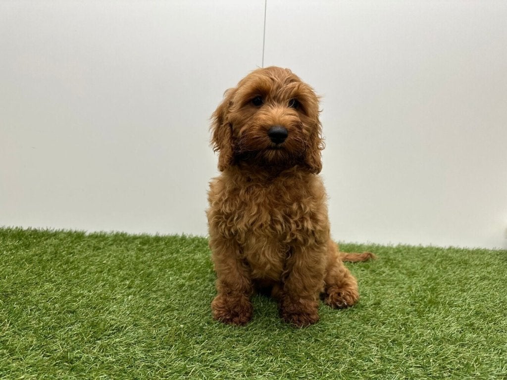Cockapoo pups (F1), België, 8 tot 15 weken, CDV (hondenziekte), Meerdere