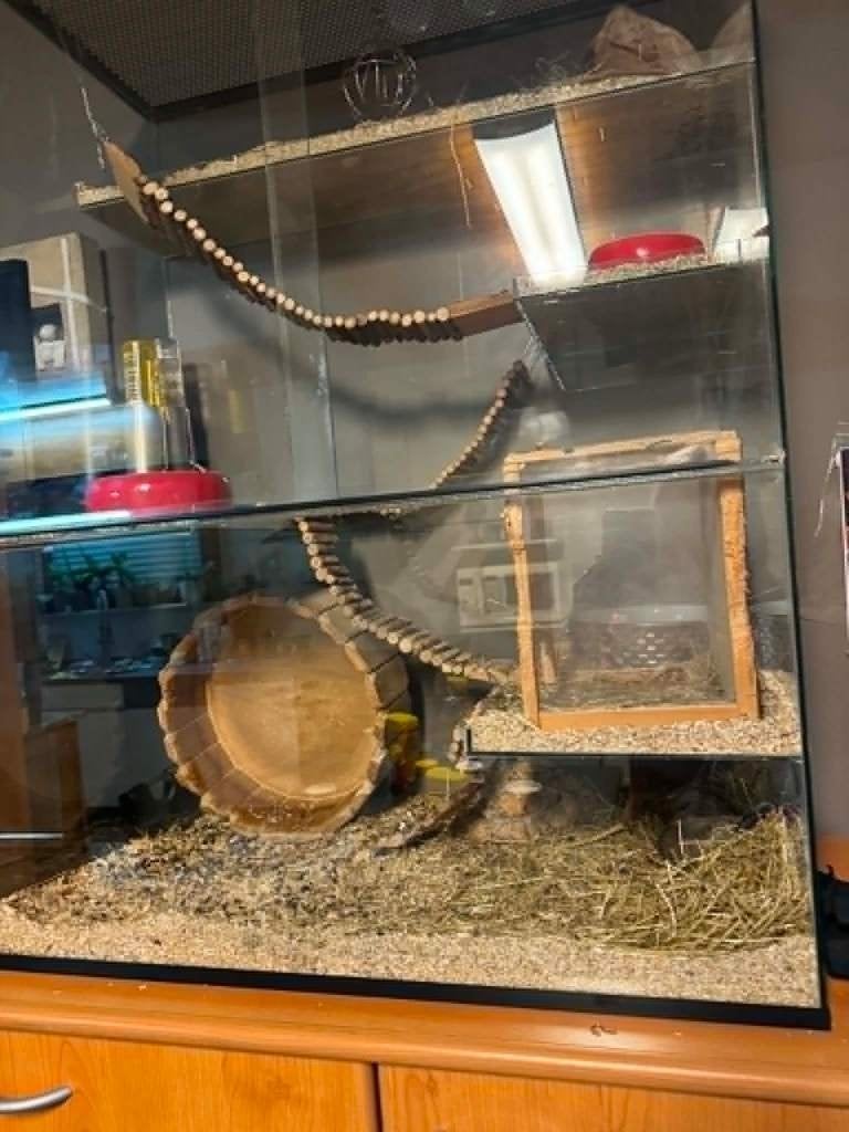 Luxe glazen kooi, Dieren en Toebehoren, Ophalen, Kooi, Minder dan 75 cm, Zo goed als nieuw