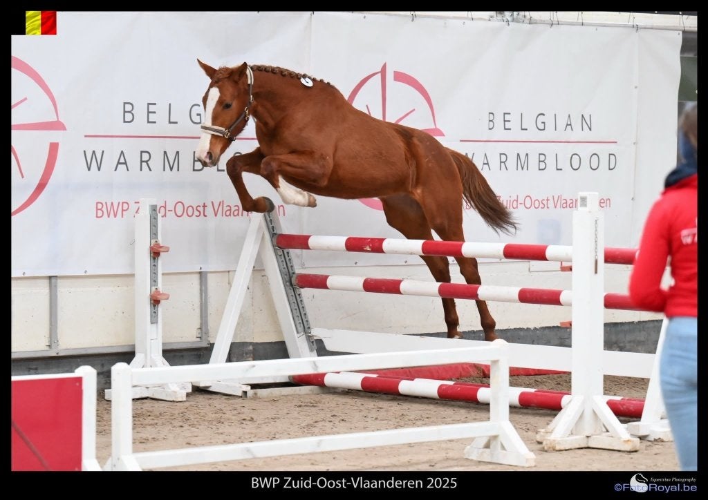 3 jarige merrie, Dieren en Toebehoren, Paarden, Merrie, Onbeleerd, 3 tot 6 jaar