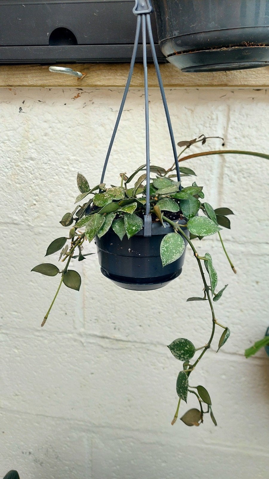 Hoya Krohniana Super Eskimo, Huis en Inrichting, Kamerplanten