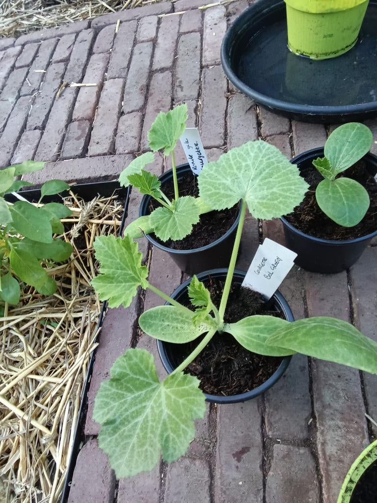 4 soorten courgette planten, Tuin en Terras, Ophalen