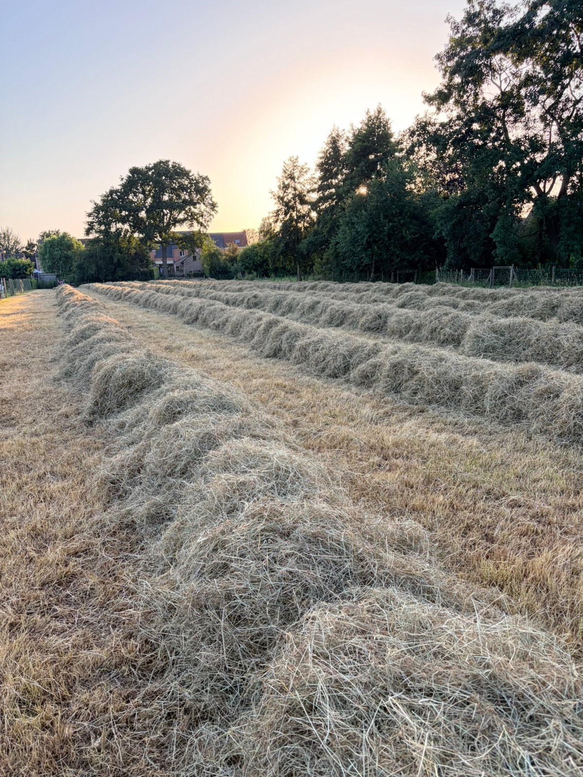 Kleine balen hooi af te halen 25/06 avond, Dieren en Toebehoren