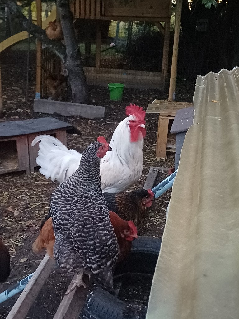 Haan te geef, Mâle, Poule ou poulet