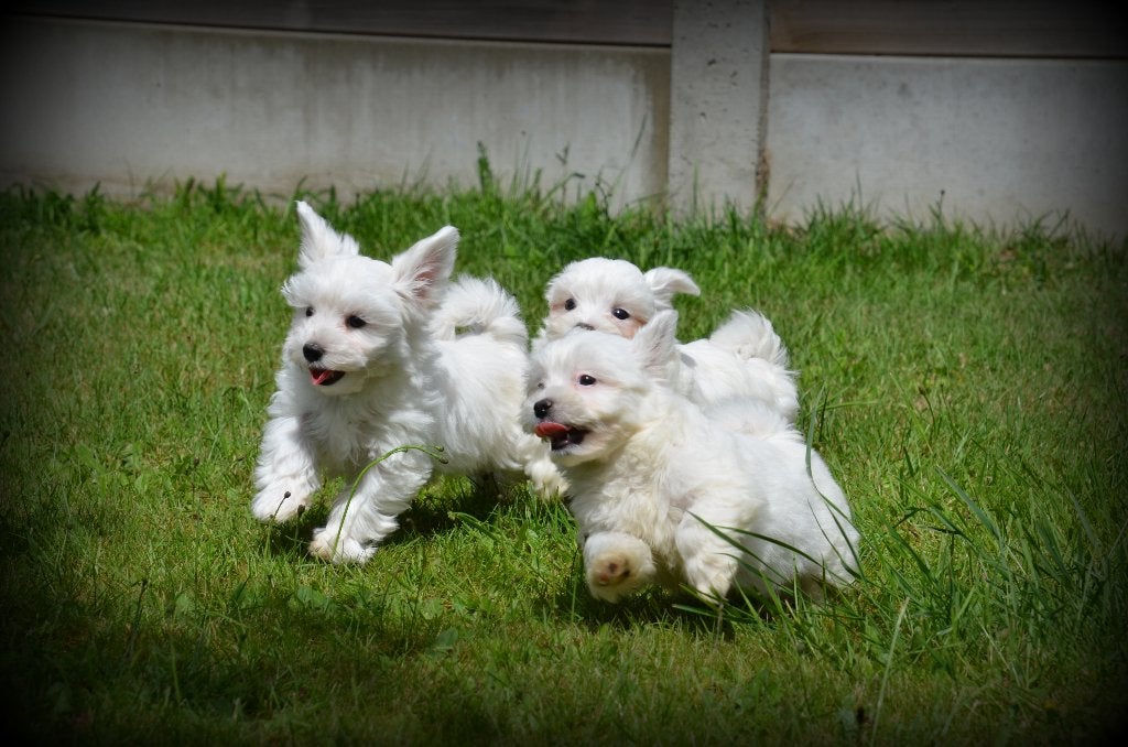Chiots Bichon Maltais, Animaux & Accessoires, Maladie de Carré (chiens), Bichon maltais, Plusieurs, Belgique