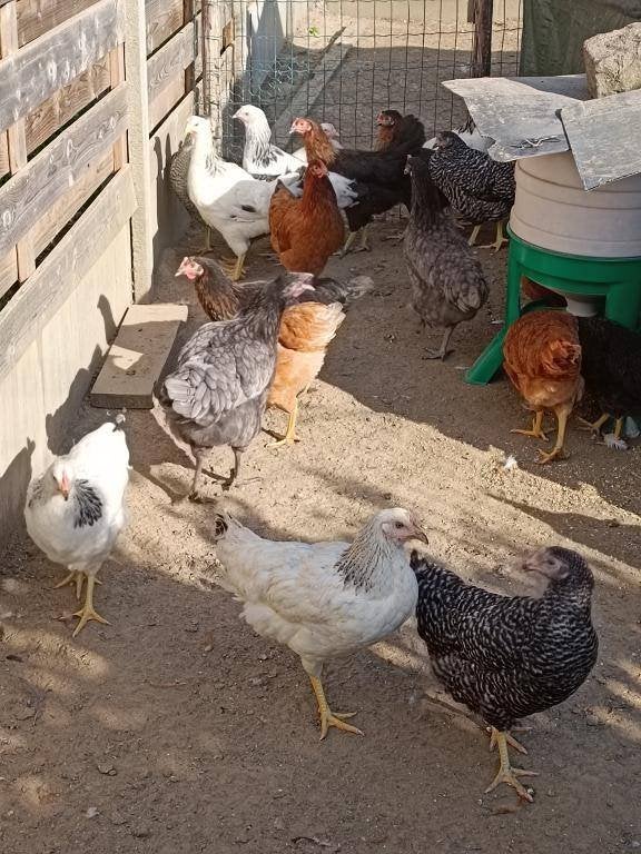 LEGKIPPEN METEEN EITJES 0499/082381 5+1/10+3 GRATIS, Dieren en Toebehoren, Pluimvee, Vrouwelijk, Kip