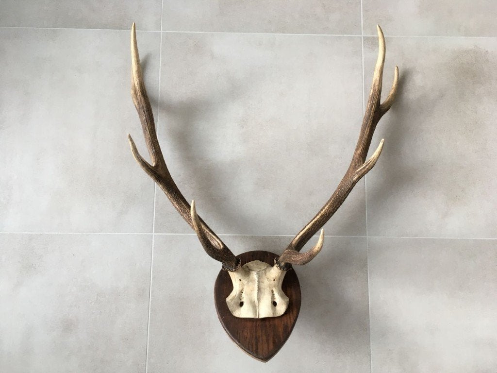Groot hertengewei op plank - gewei edelhert 78 cm, Ophalen, Gebruikt, Hert, Gewei of Kop