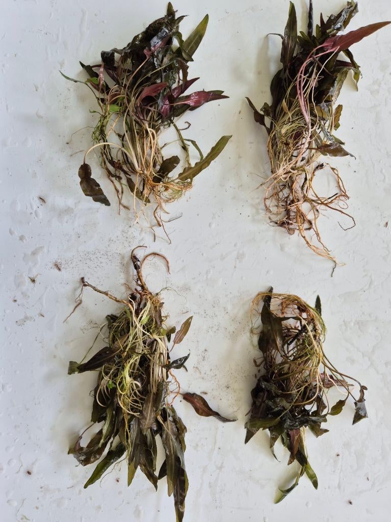 Cryptocoryne indonisii, Dieren en Toebehoren, Vissen | Aquaria en Toebehoren, Gebruikt, Plant(en), Steen of Hout, Ophalen of Verzenden