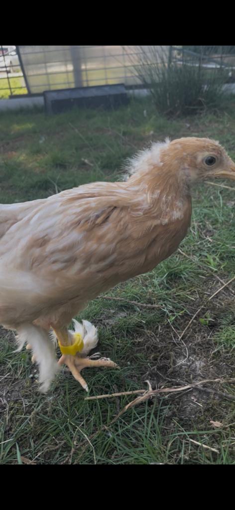 Kippjes te koop, Dieren en Toebehoren, Kip