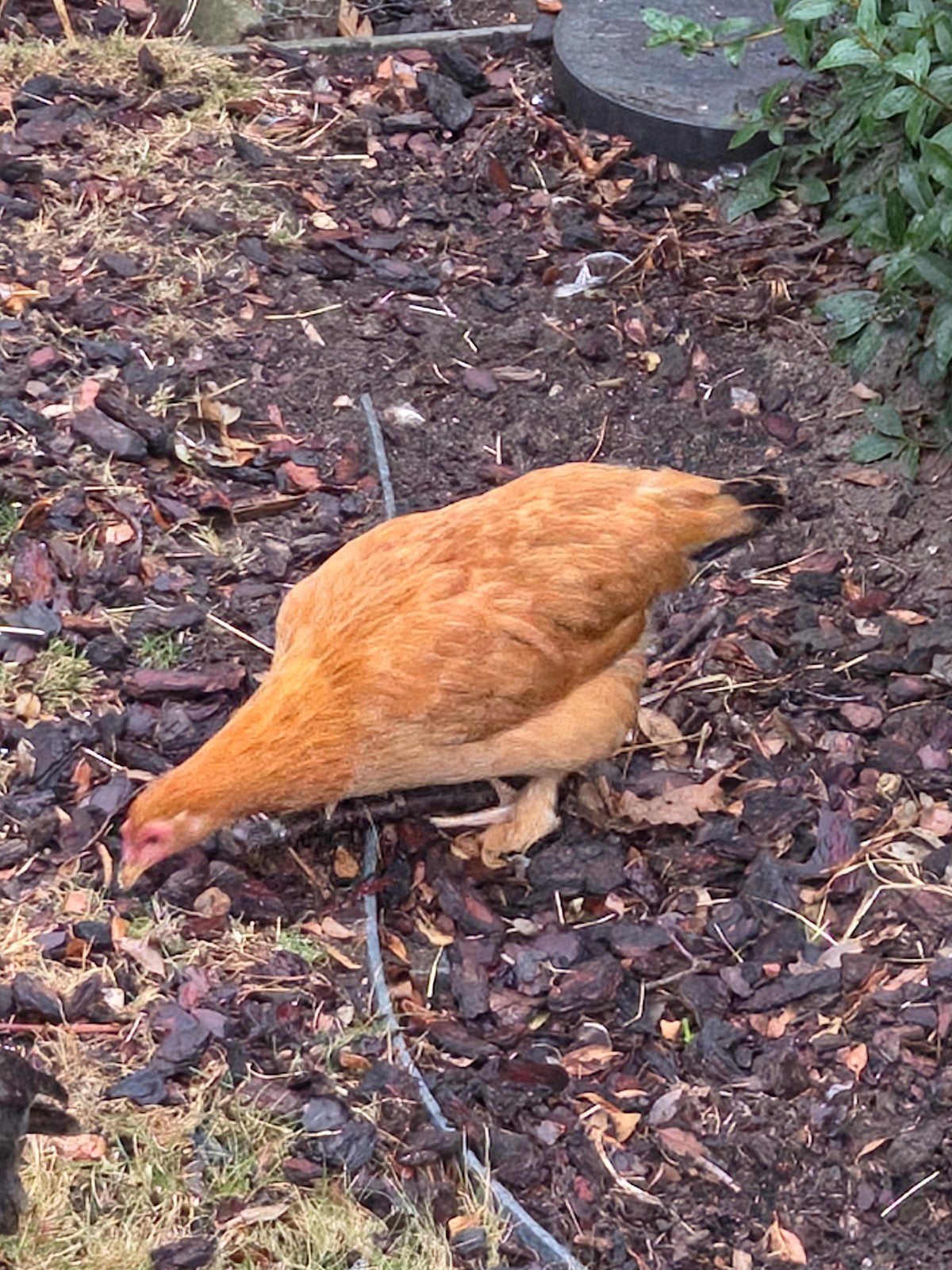 Kip, Dieren en Toebehoren