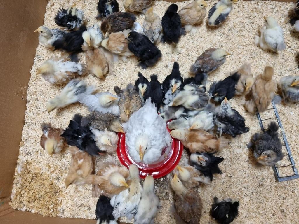 Cochinkriel kuikentjes, Meerdere dieren, Kip