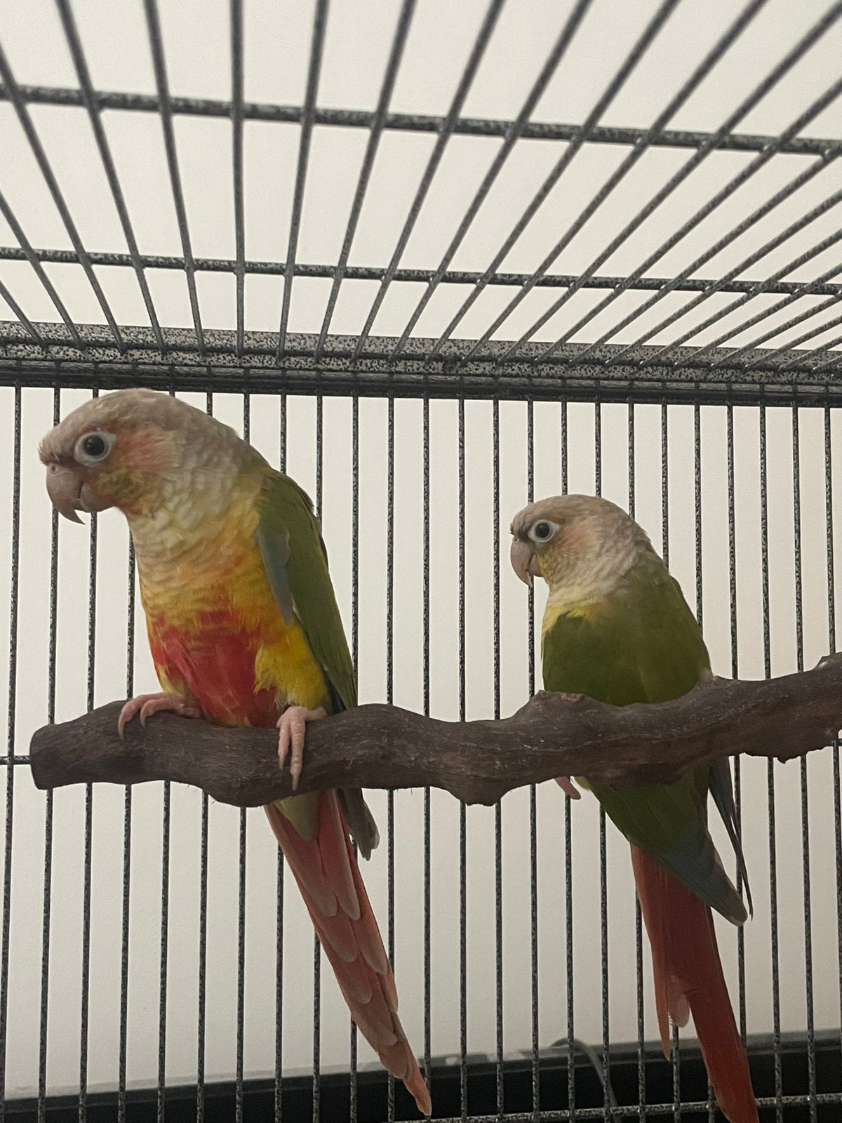 Pyrrhura koppel, Dieren en Toebehoren, Vogels | Parkieten en Papegaaien, Meerdere dieren, Parkiet, Tam