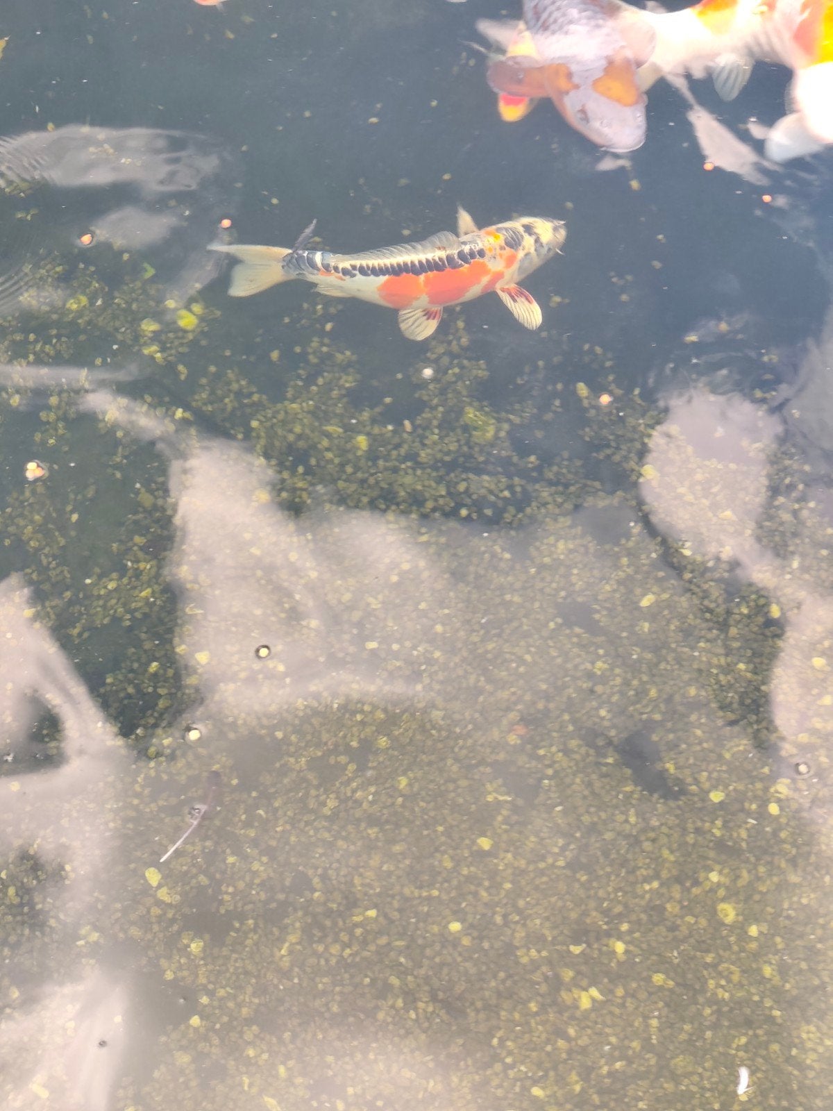 japanse koi