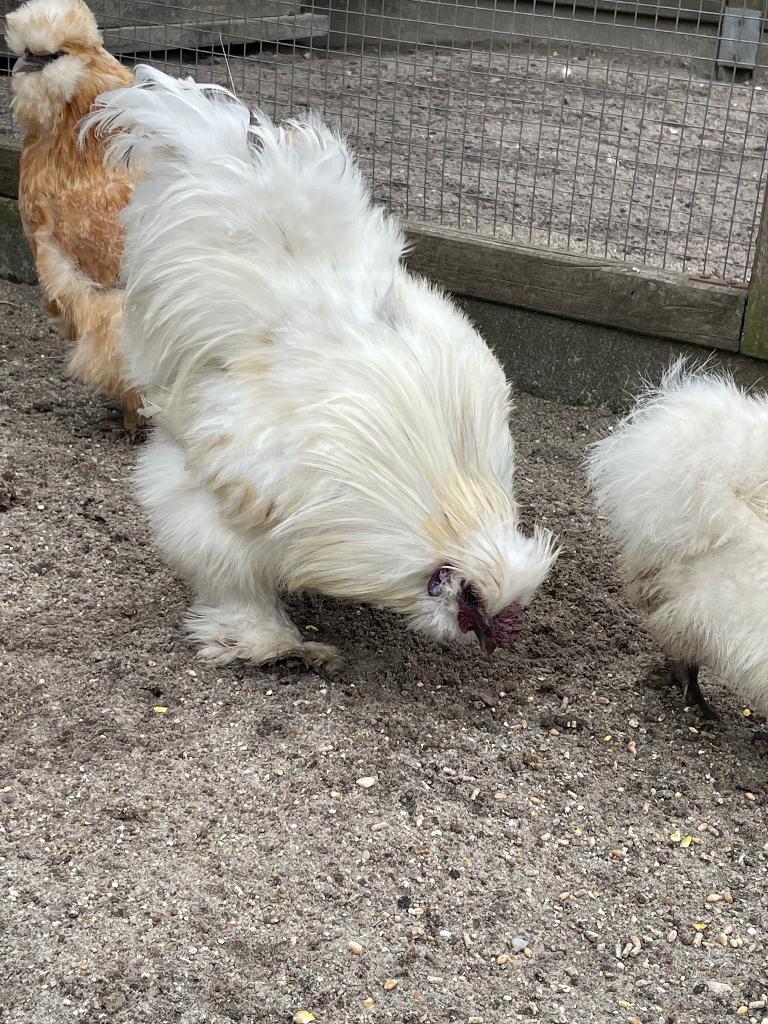 Zijdenhoen haan, Dieren en Toebehoren, Mannelijk