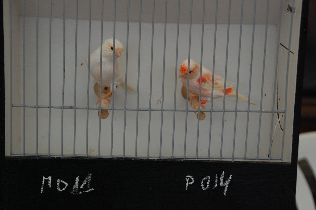 roodmozaiek, Dieren en Toebehoren