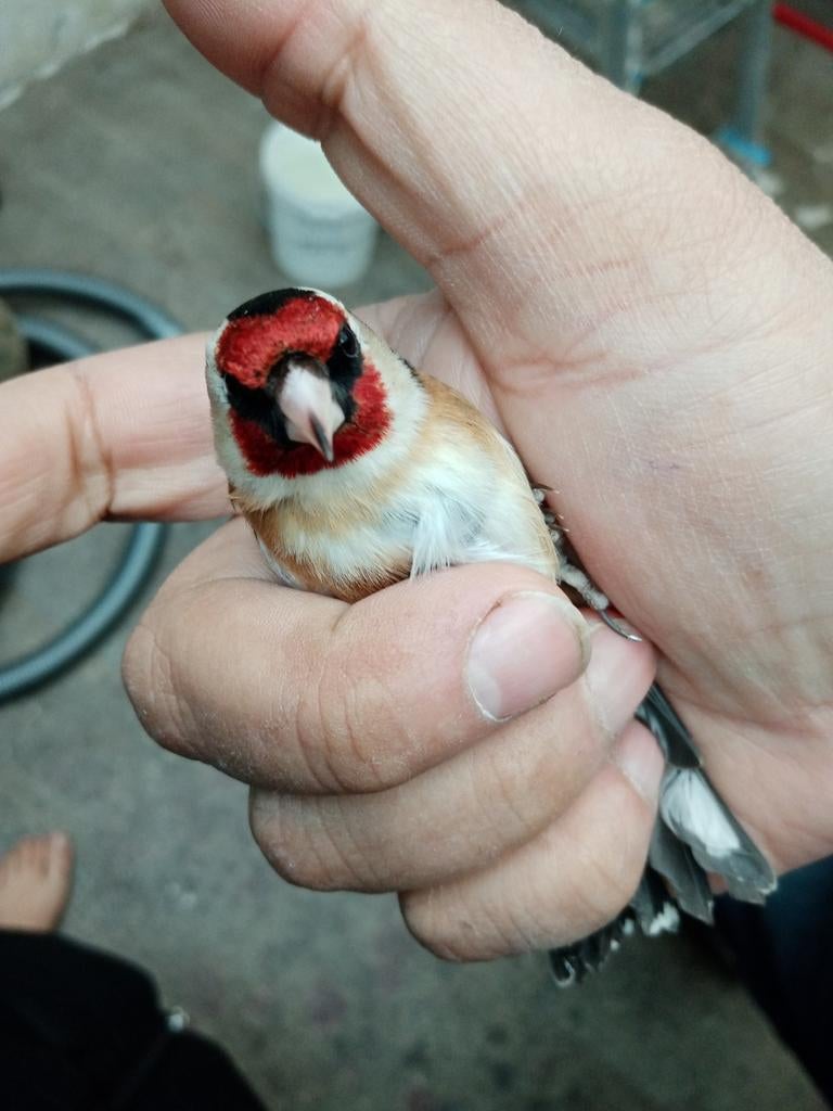 Chardonneret parva