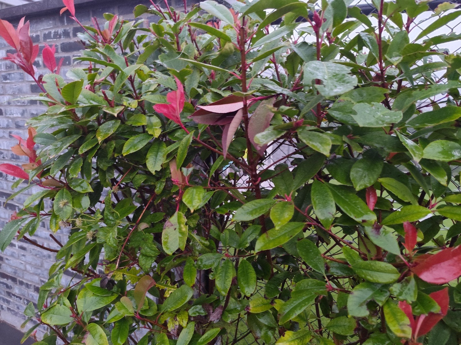 photnia struik, Tuin en Terras, Ophalen, Siergrassen