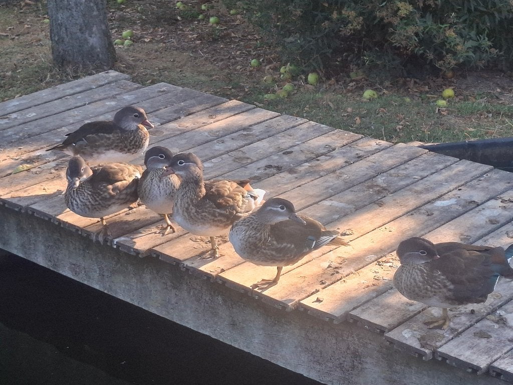 Mandarijneenden, Dieren en Toebehoren, Pluimvee, Meerdere dieren, Eend
