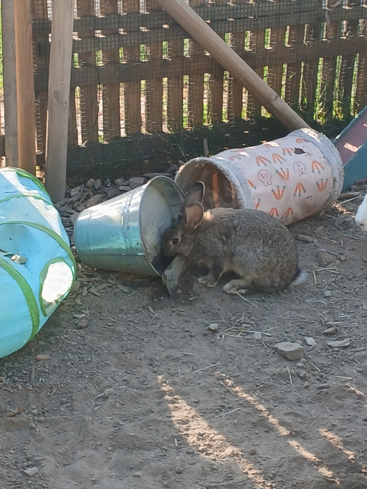 Vlaamse reus, Dieren en Toebehoren, Konijnen