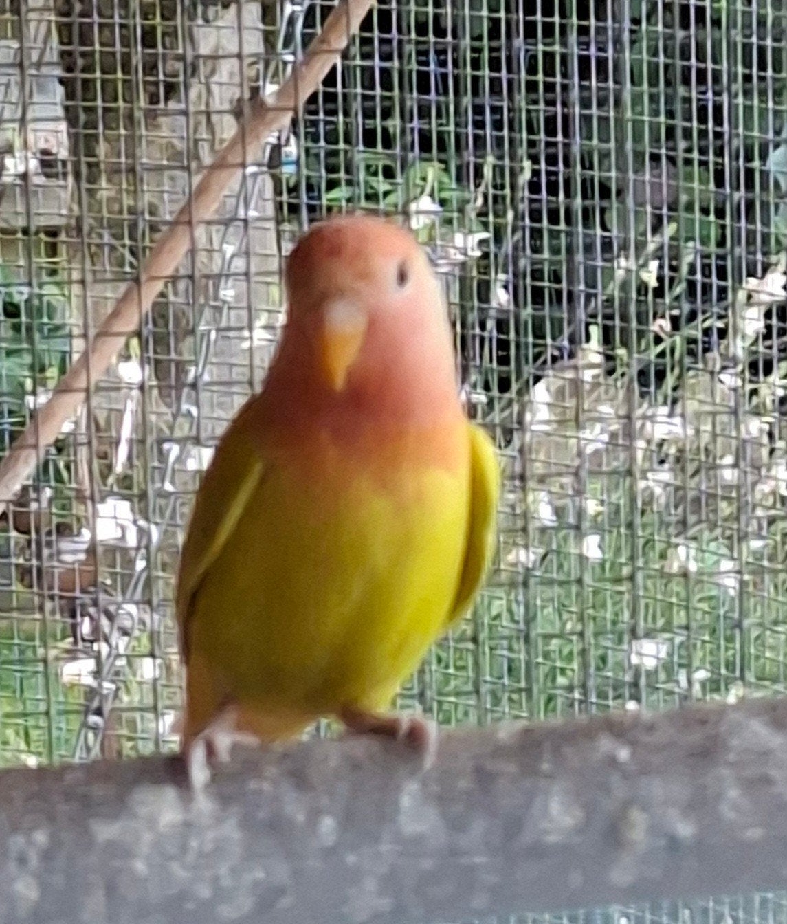 agapornis, Dieren en Toebehoren