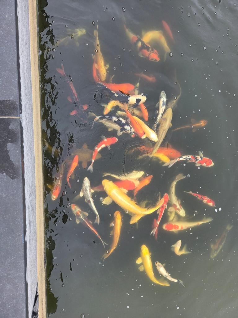 Ruime selectie japanse koi,s te koop