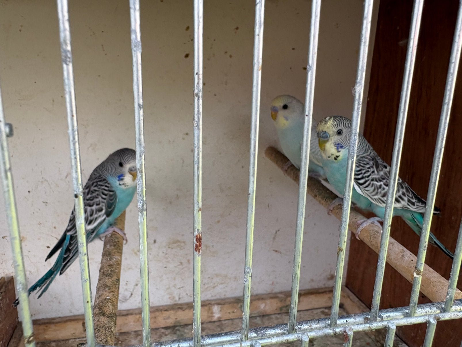 Jonge grasparkieten, Plusieurs animaux, Perruche