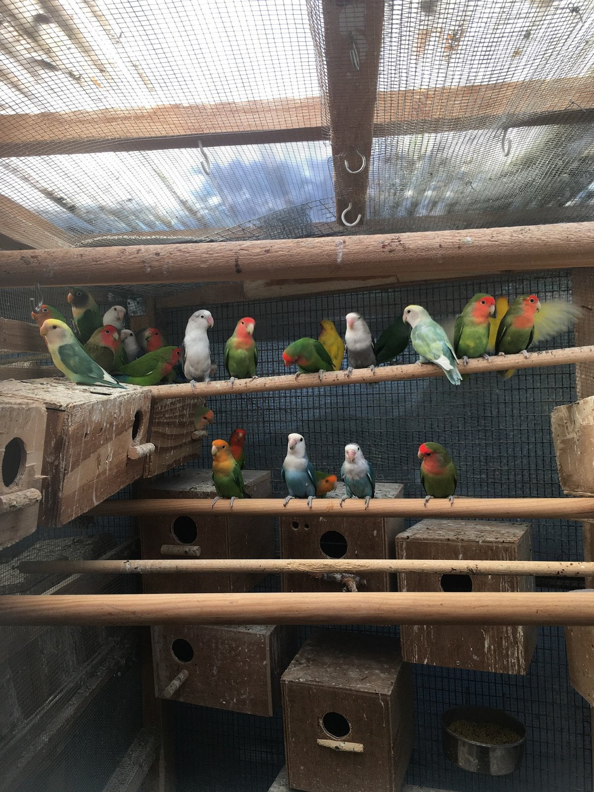 WINTERHARDE KWEEKRIJPE DWERGPAPEGAAIKES VANAF 50 EURO/KOPPEL, Dieren en Toebehoren, Meerdere dieren, Dwergpapegaai of Agapornis