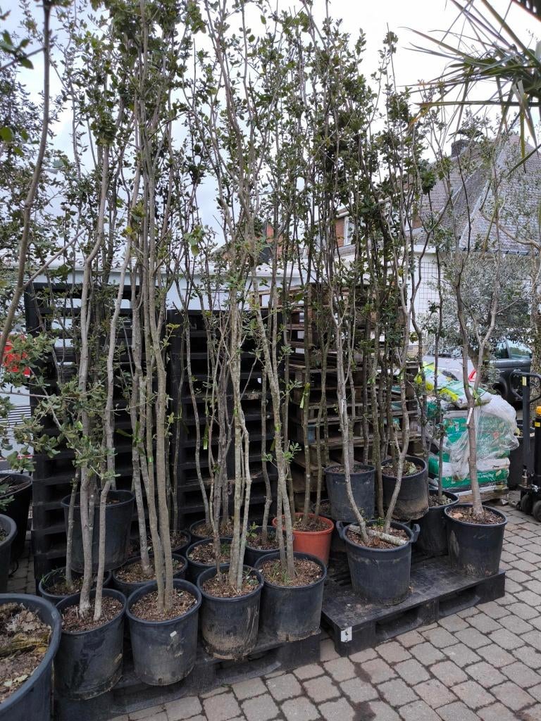 Steeneik te koop Quercus ilex, En pot, 100 à 250 cm, Plein soleil, Autres espèces