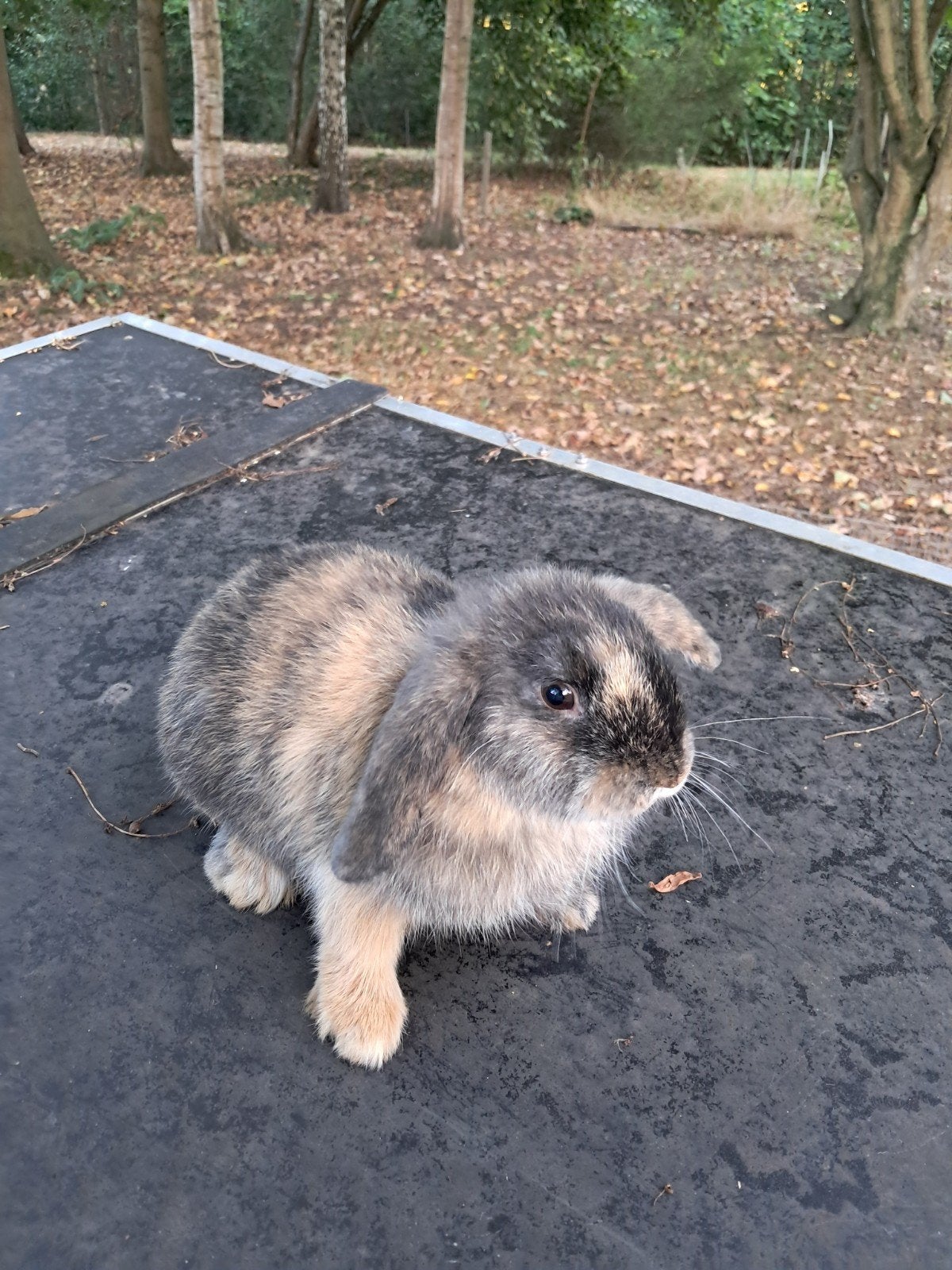 schattig Nederlands hangoor, Dieren en Toebehoren, Mannelijk, Klein, Hangoor, 0 tot 2 jaar