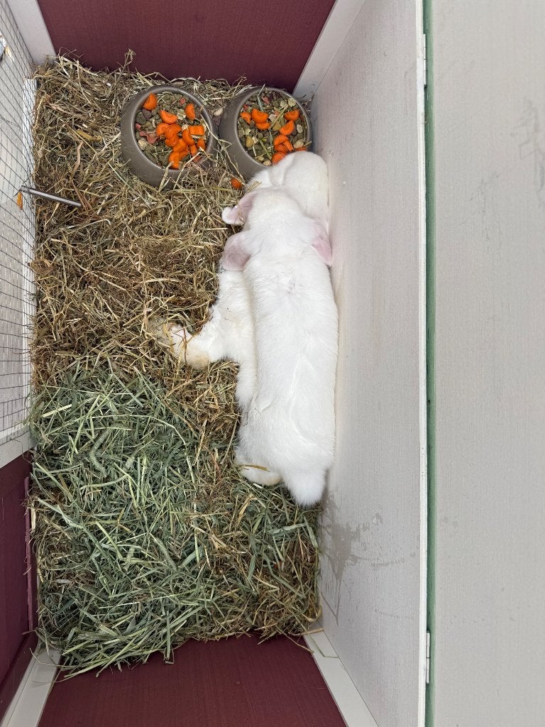 Minilopjes konijn + toebehoren, Dieren en Toebehoren, Konijnen, Meerdere dieren, Klein, Hangoor, 0 tot 2 jaar