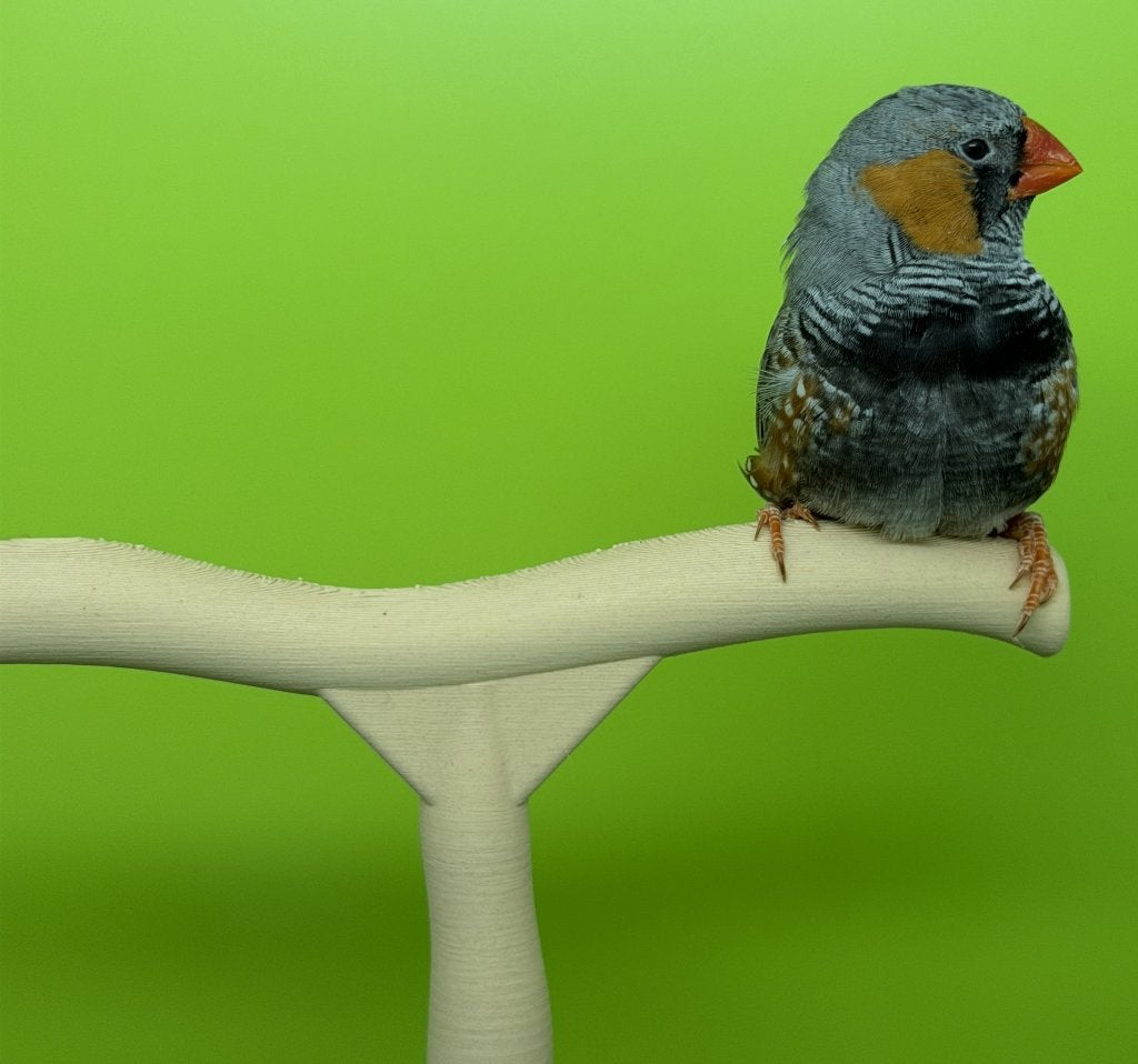 Zebravink - zebravinken van 2026, Meerdere dieren, Tropenvogel, Geringd