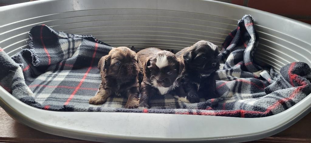 Shih Tzu pups, Plusieurs, Chihuahua, Hépatite contagieuse (maladie de Rubarth), Belgique