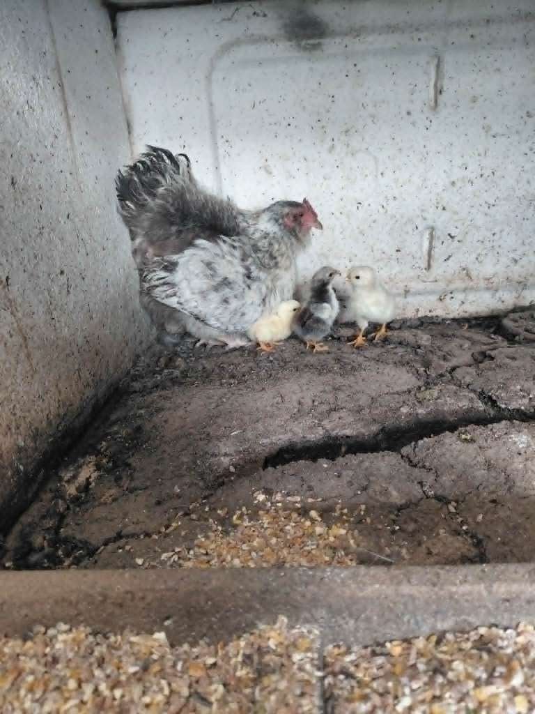 poule et poussin, Animaux & Accessoires, Enlèvement, Utilisé, Poulailler