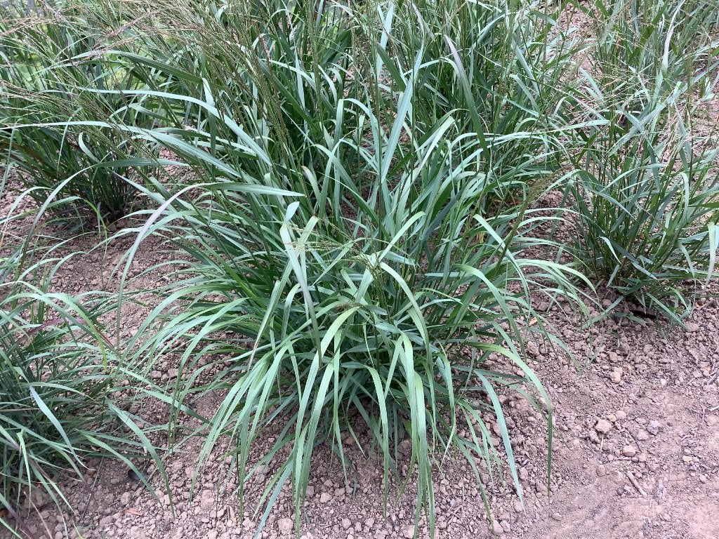 Siergrassen, Tuin en Terras, Planten | Tuinplanten, Ophalen, Volle zon, Vaste plant, Siergrassen