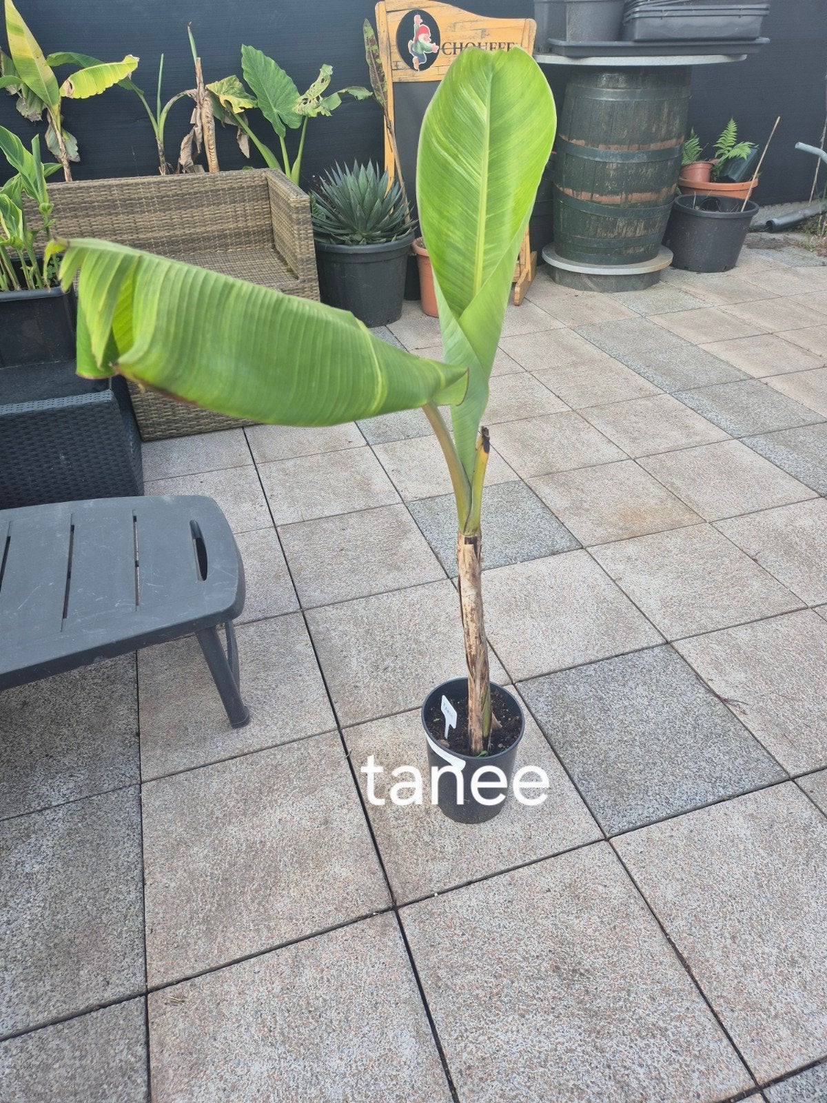Musa tanee, Jardin & Terrasse, Enlèvement