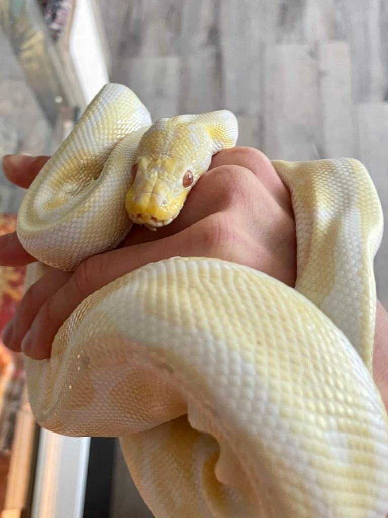 Koningspython ( balpython) Albino Ball Python - unknown for sale from Sandra Melders