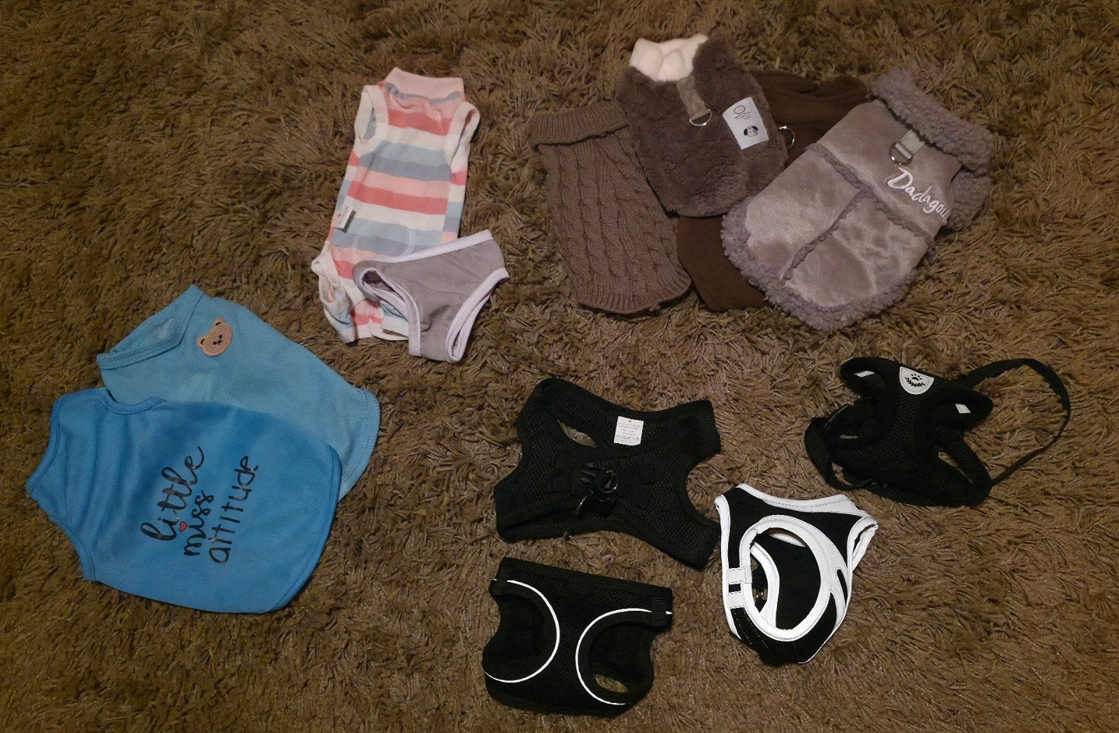 Hele set pommeranian kleding, Dieren en Toebehoren, Ophalen, Nieuw
