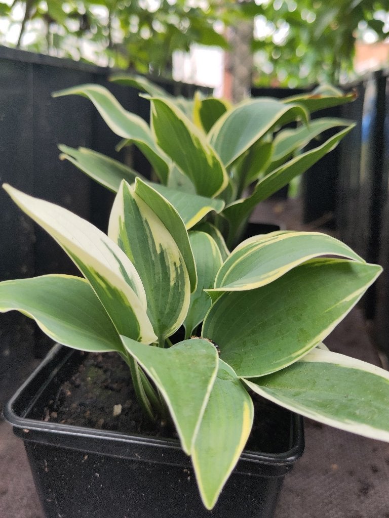 Hosta, Ophalen, Bodembedekkers, Vaste plant, Halfschaduw
