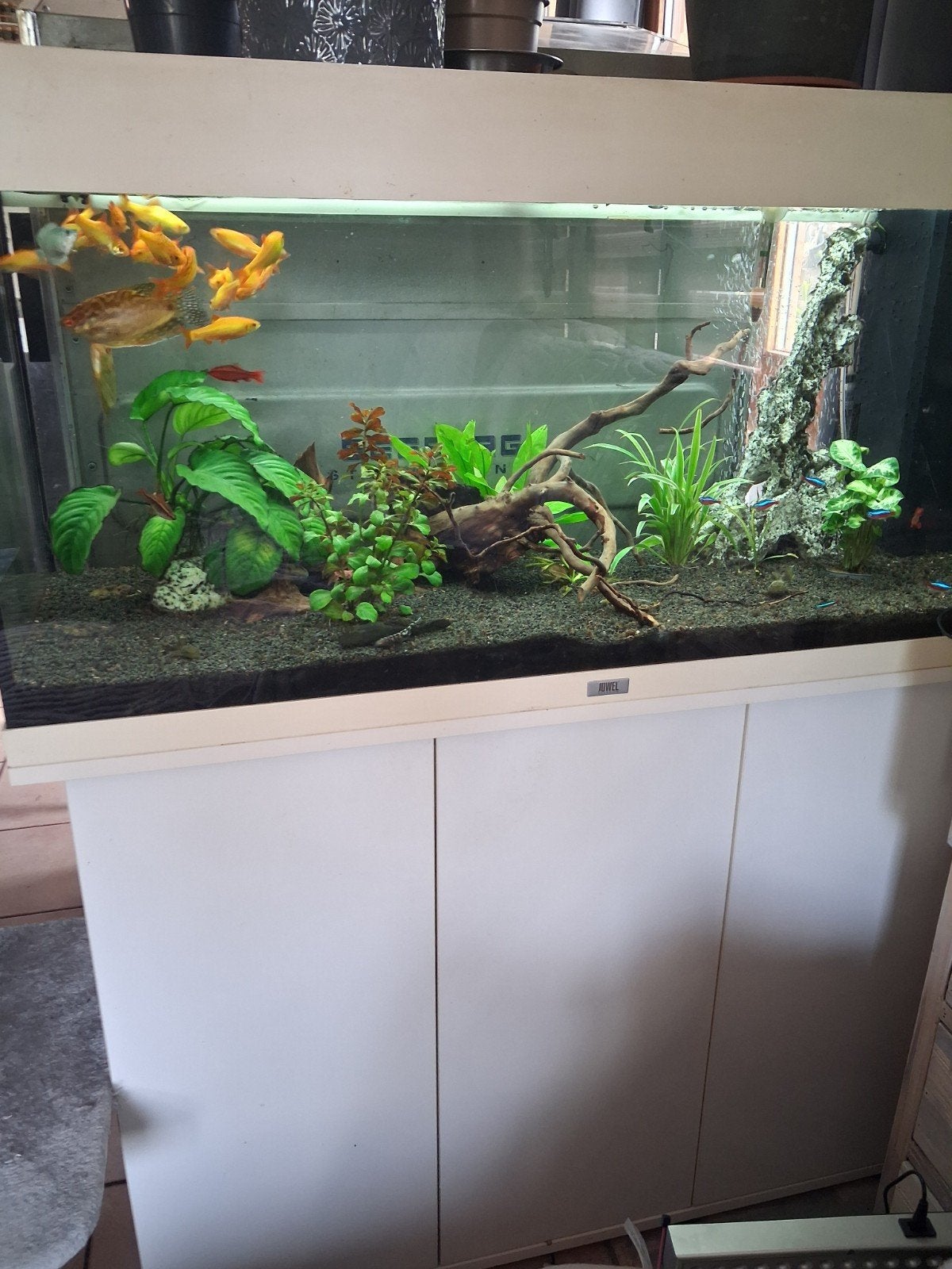 Aquarium, Animaux & Accessoires, Enlèvement, Juwel