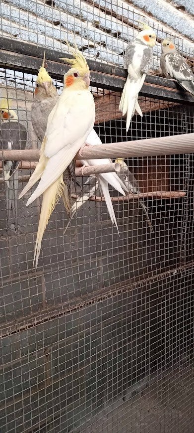 valkparkieten, Plusieurs animaux, Perruche