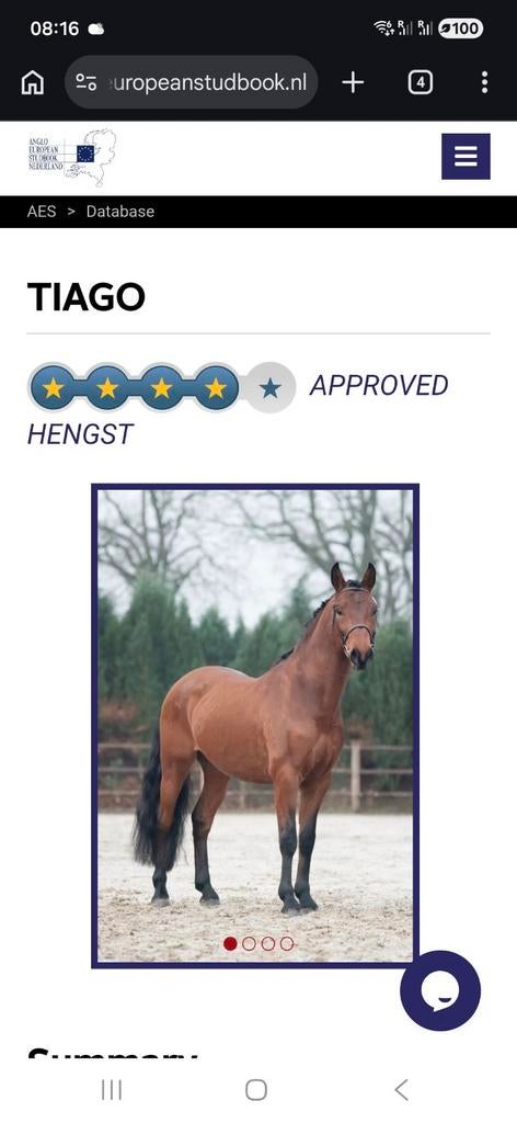 Hispano Arabier ter dekking, Dieren en Toebehoren, Paarden, Merrie, Z
