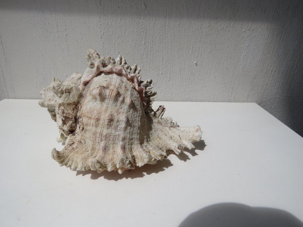 Schelp Chicoreus Exuberans, Ophalen of Verzenden